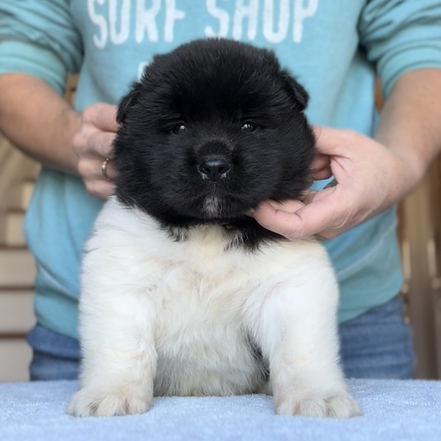 Boy 2 - 4 weeks old. Reserved. Sam