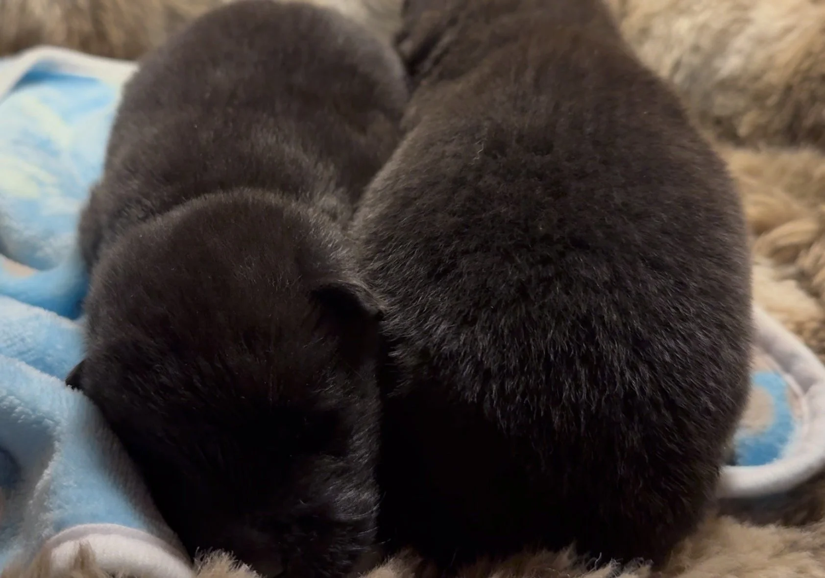 Boys 2 weeks old