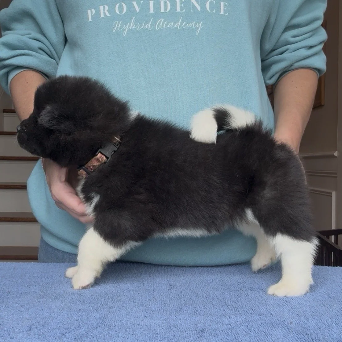 Girl 4 Pink paw collar - 4 weeks old. Reserved. Maryann