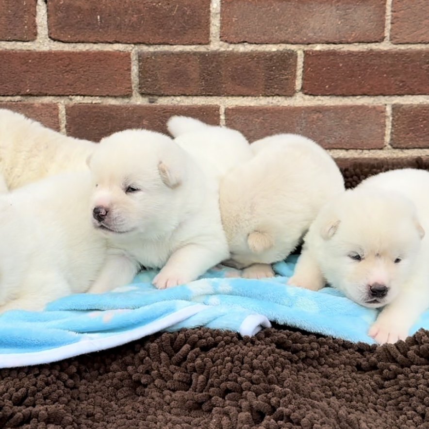Boys - 2 1/2 weeks old