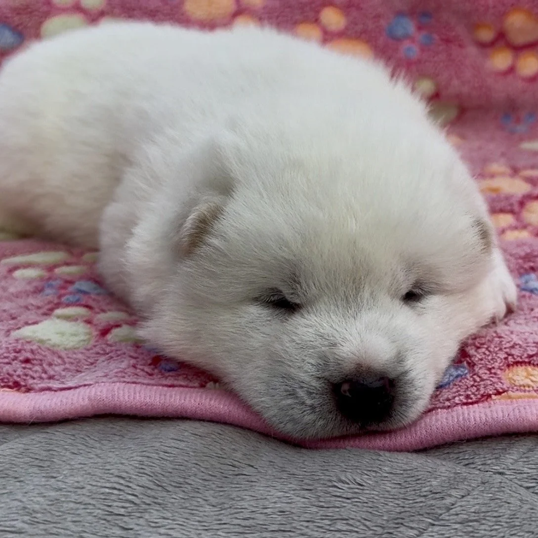 Girl 4 - 2 weeks old