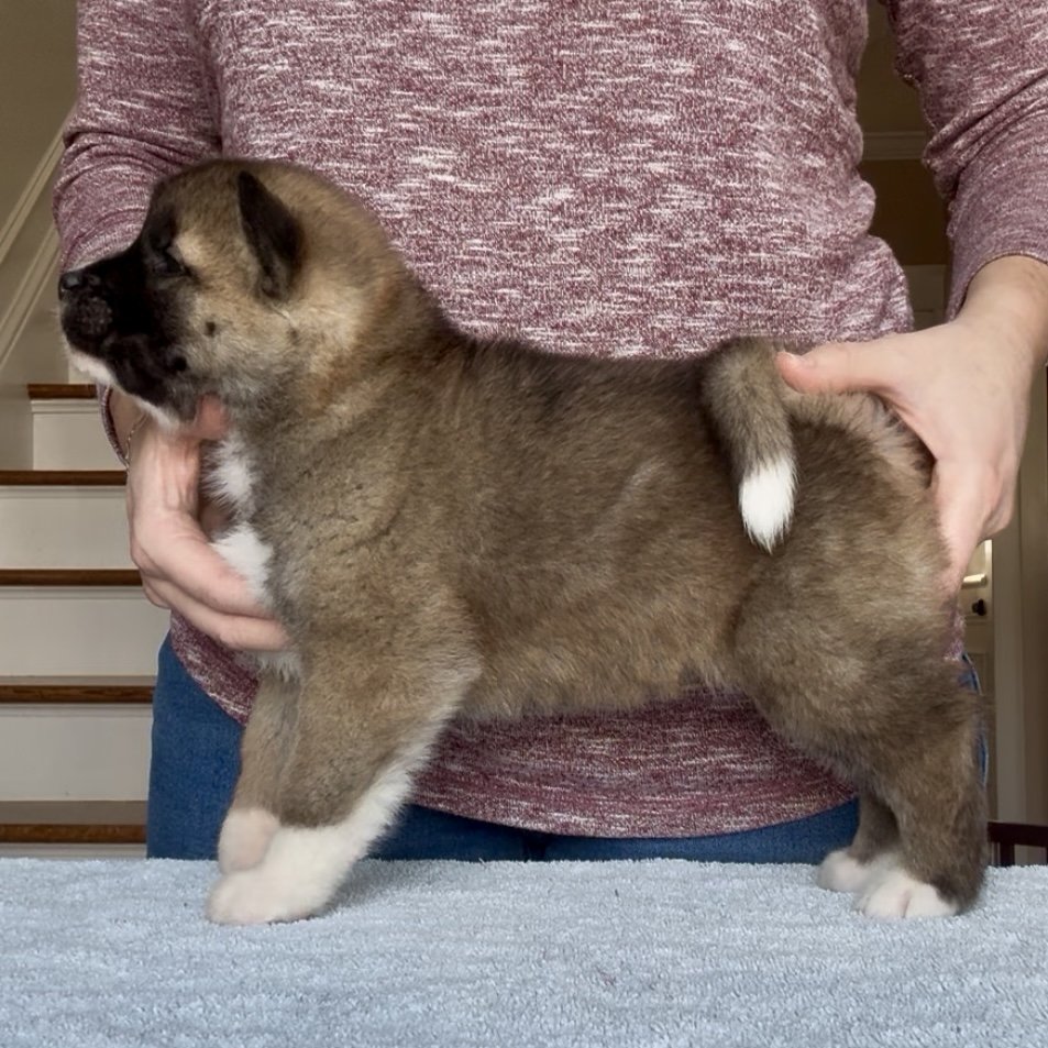 Girl 3 - 5 weeks old