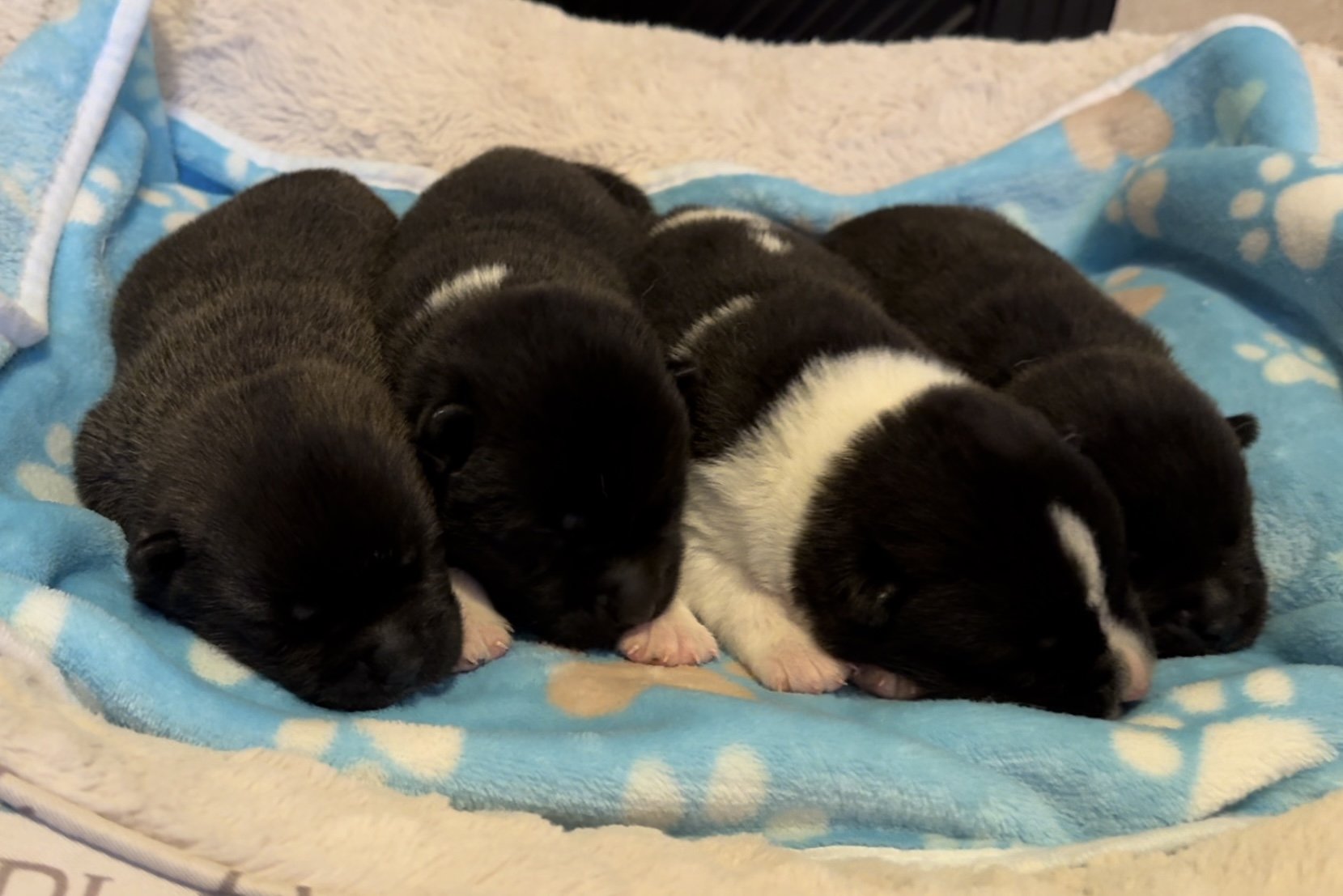 Boys - 1 week old
