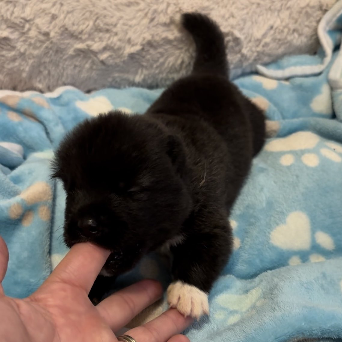 Boys 1 1/2 weeks old