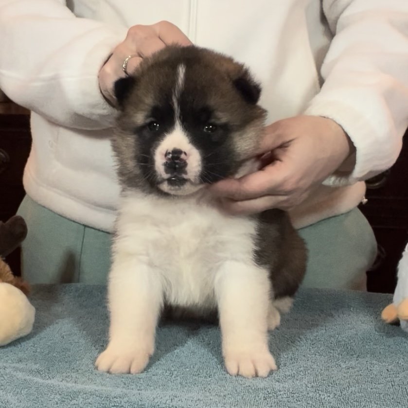 Boy 7 red collar - Reserved. Dana