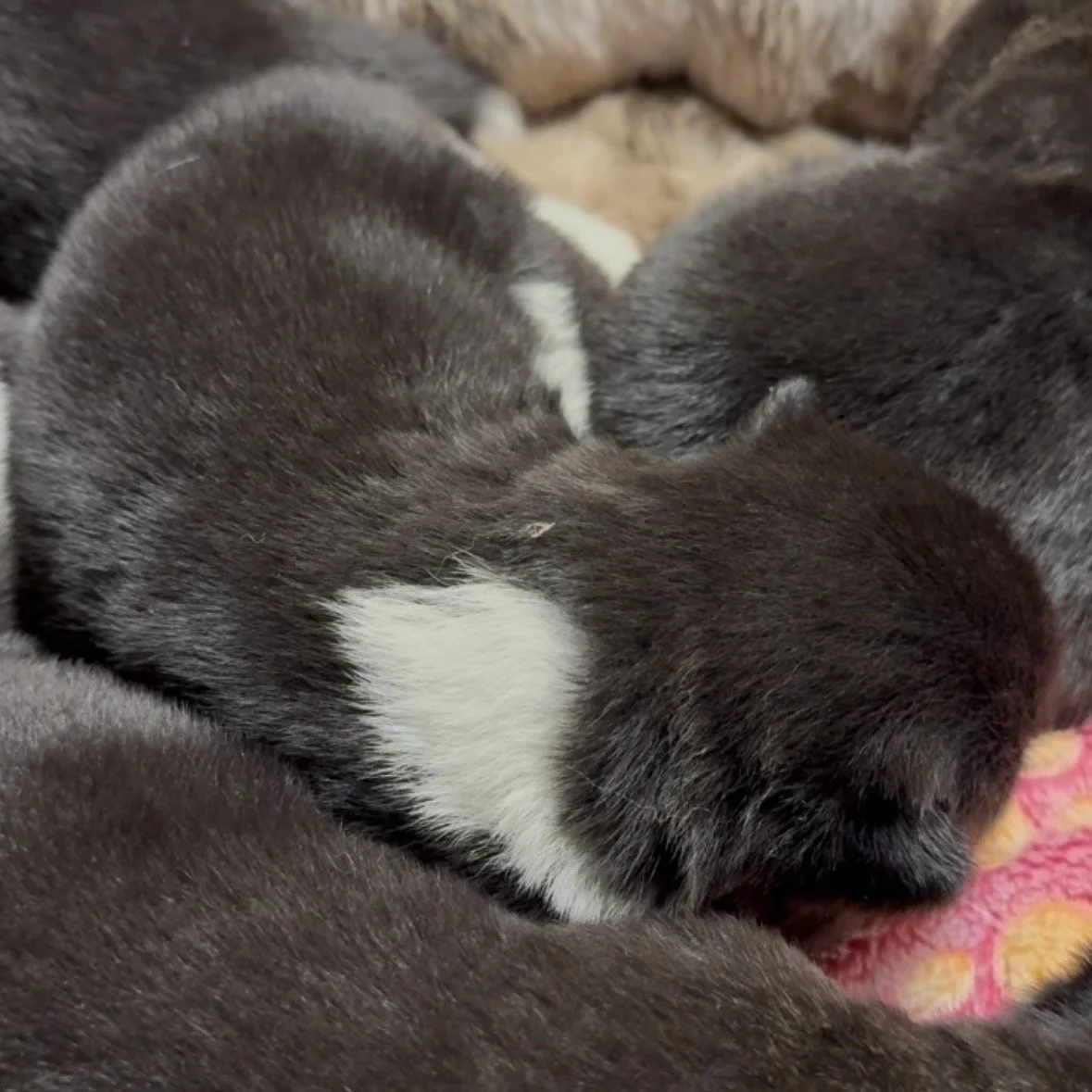 Girls 2 weeks old