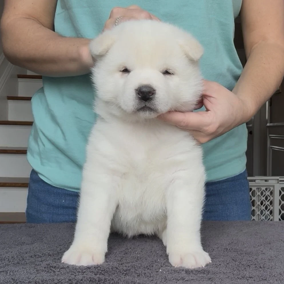 Girl Pink Collar - 4 weeks old. Reserved. Andreea