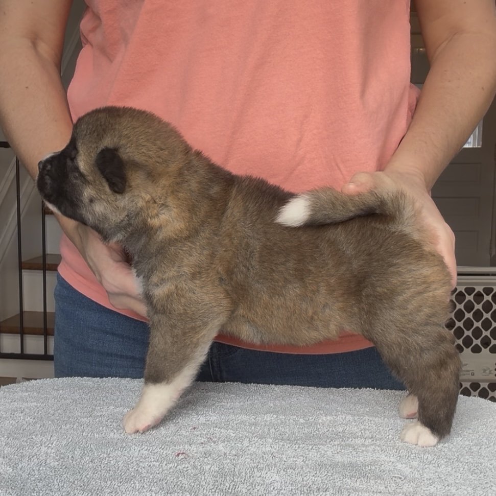 Girl 3 - 3 weeks old