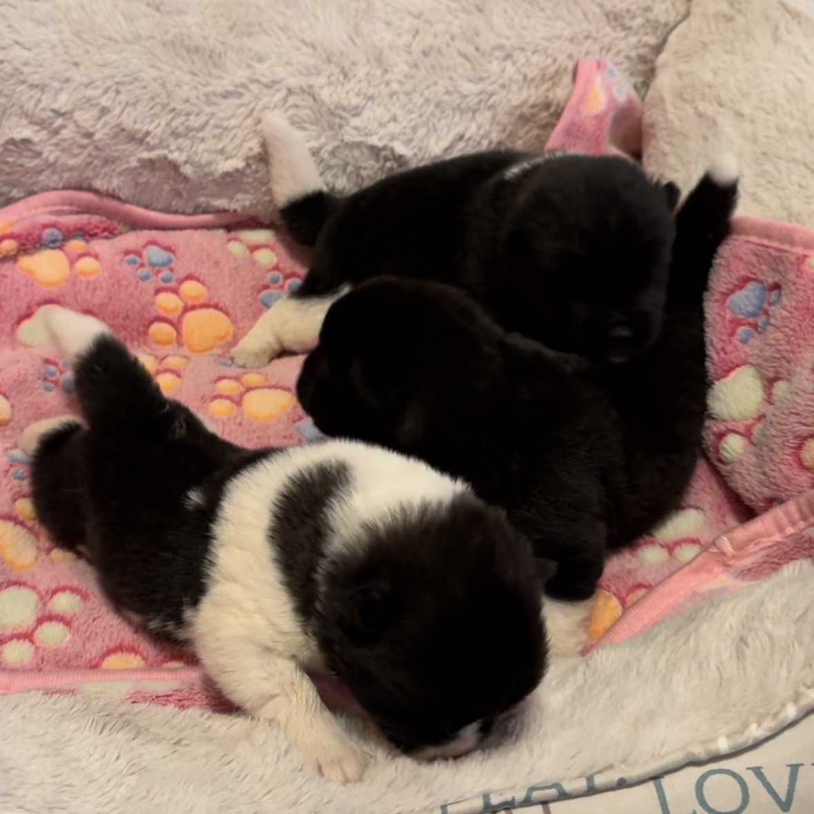 Girls 1 1/2 weeks old