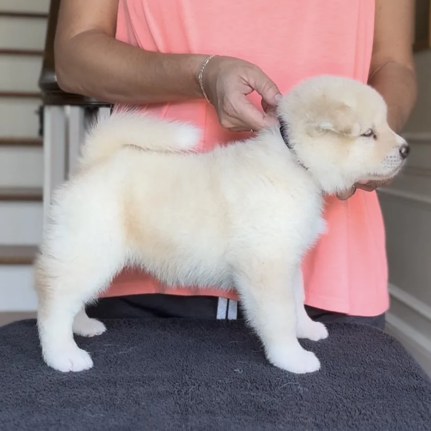 Girl 1 Purple - 5 weeks. Reserved. John