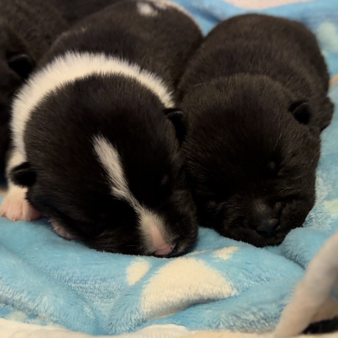 Boys - 1 week old