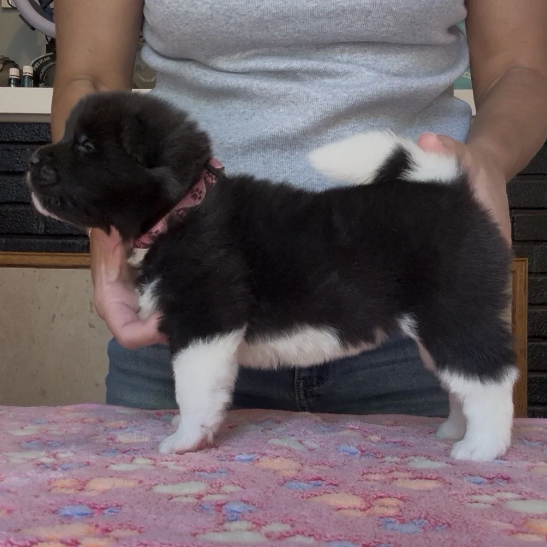 Girl 4 Pink paw collar - 3 weeks old
