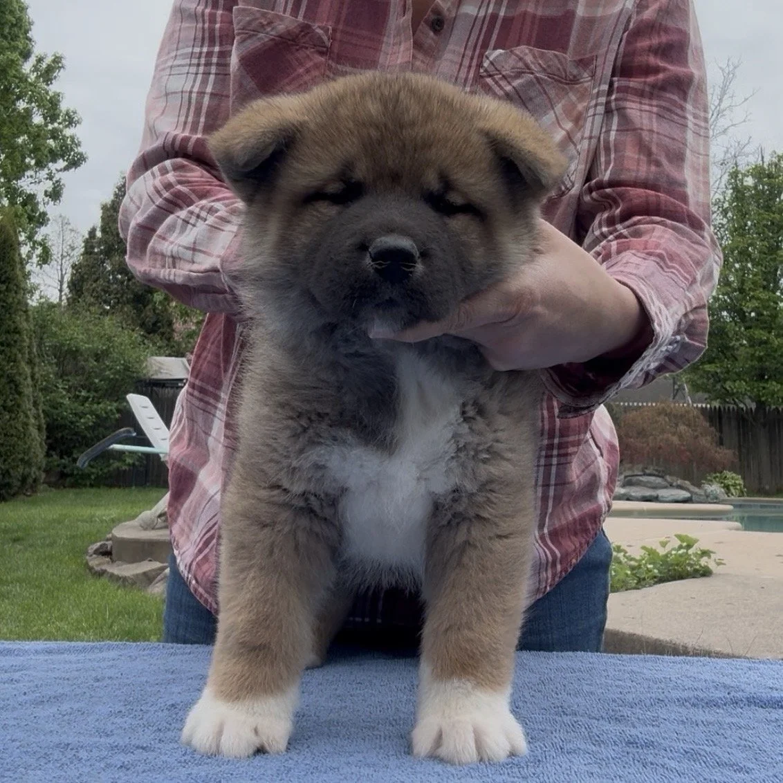 Boy 2 - 6 weeks old. Reserved. Rob