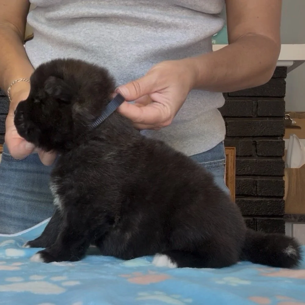 Boy 2 Navy collar - 3 weeks old