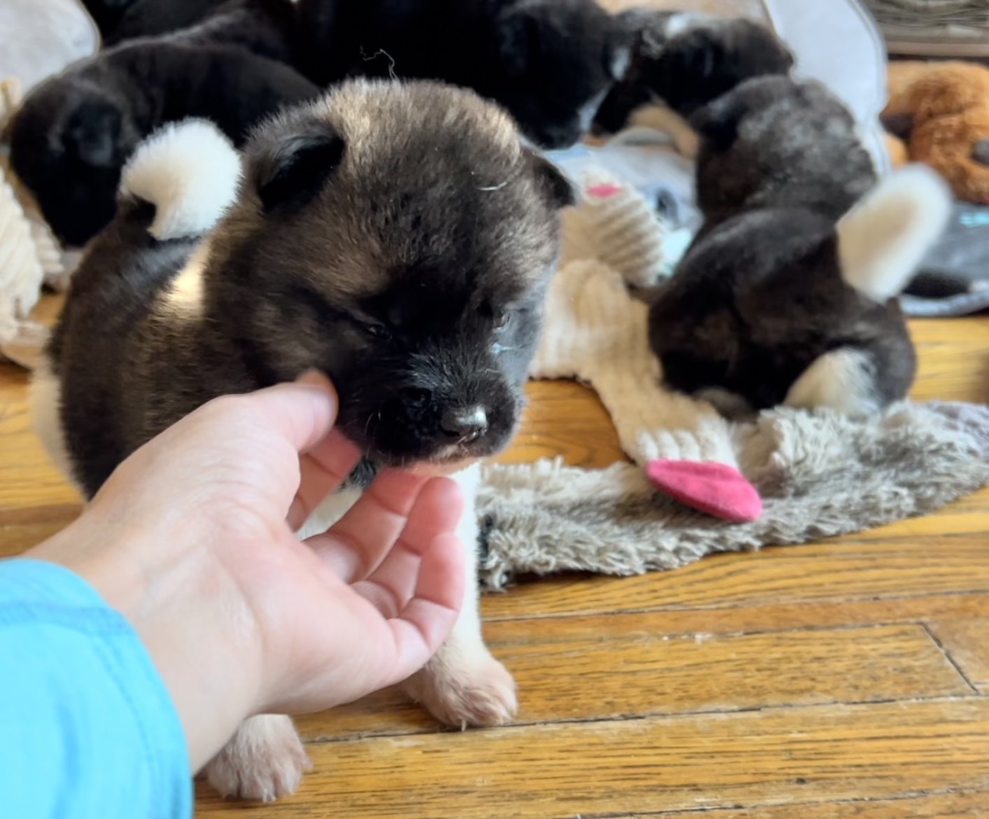 4 weeks old