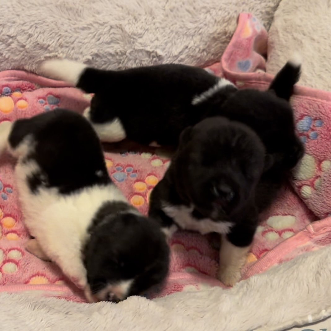 Girls 1 1/2 weeks old