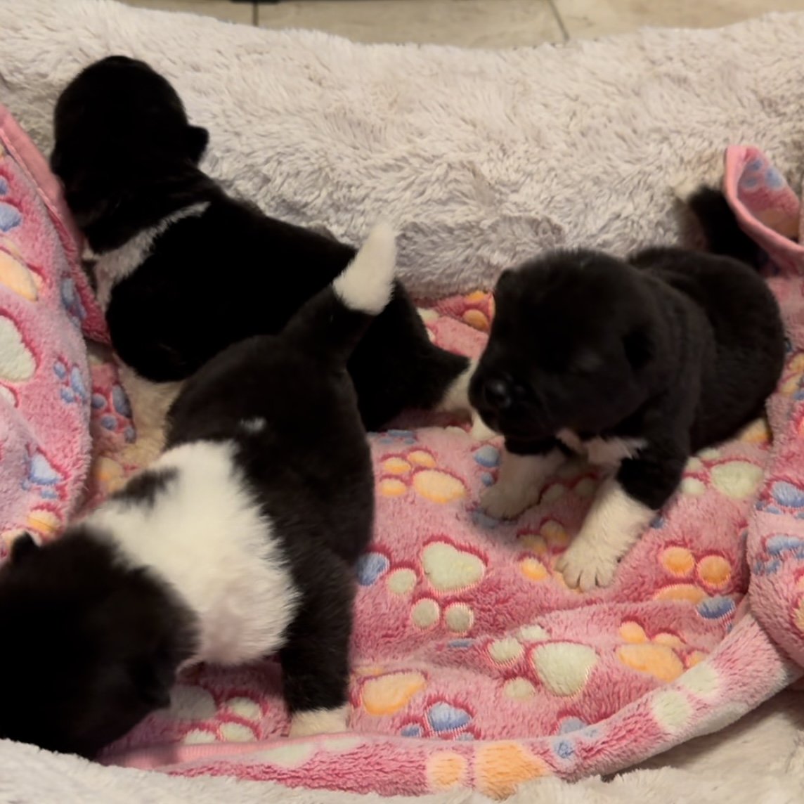 Girls 1 1/2 weeks old