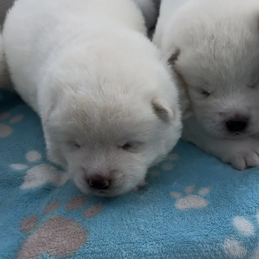Boys - 2 weeks old