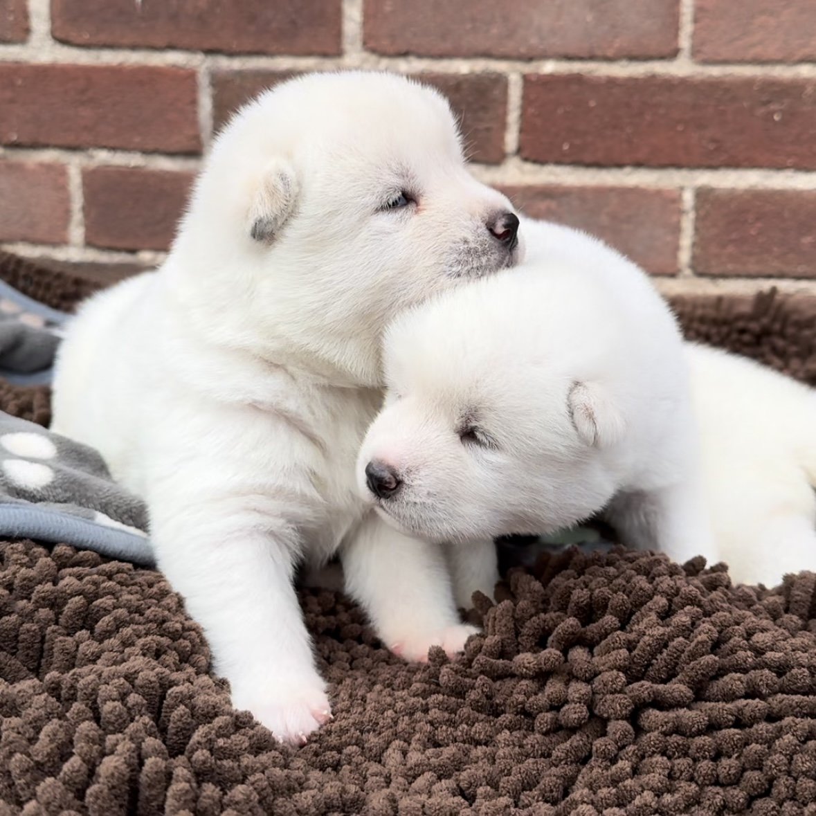 Girls - 2 1/2 weeks old