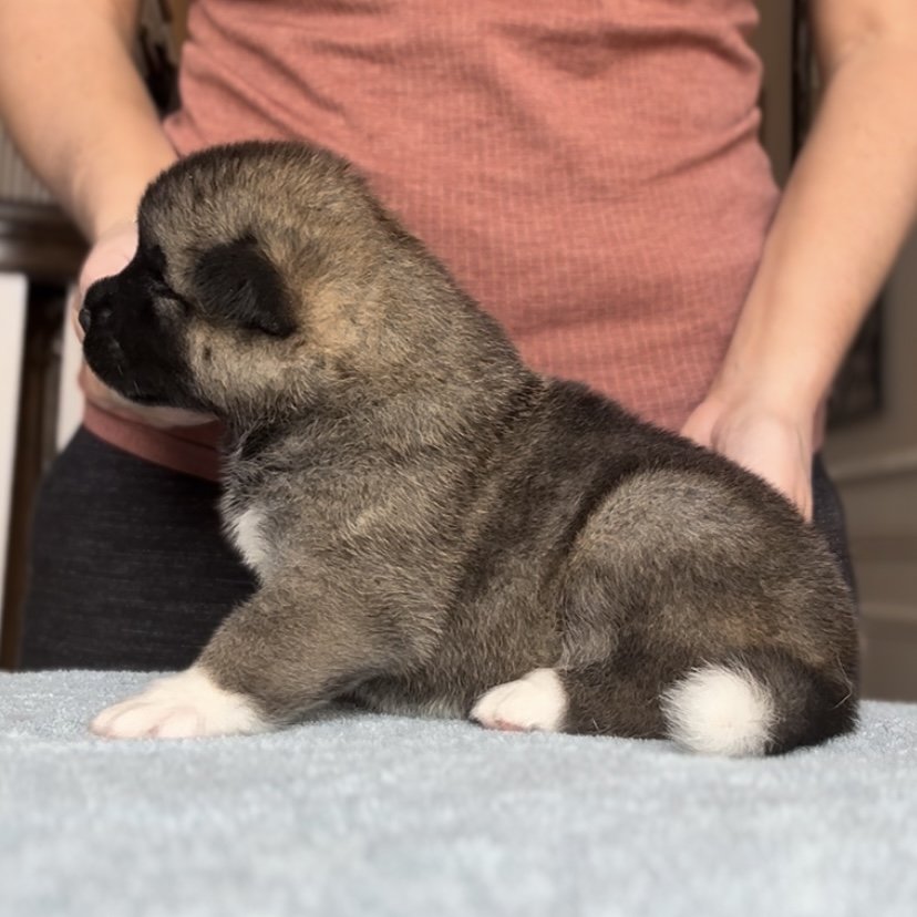 Girl 2 - 3 weeks old