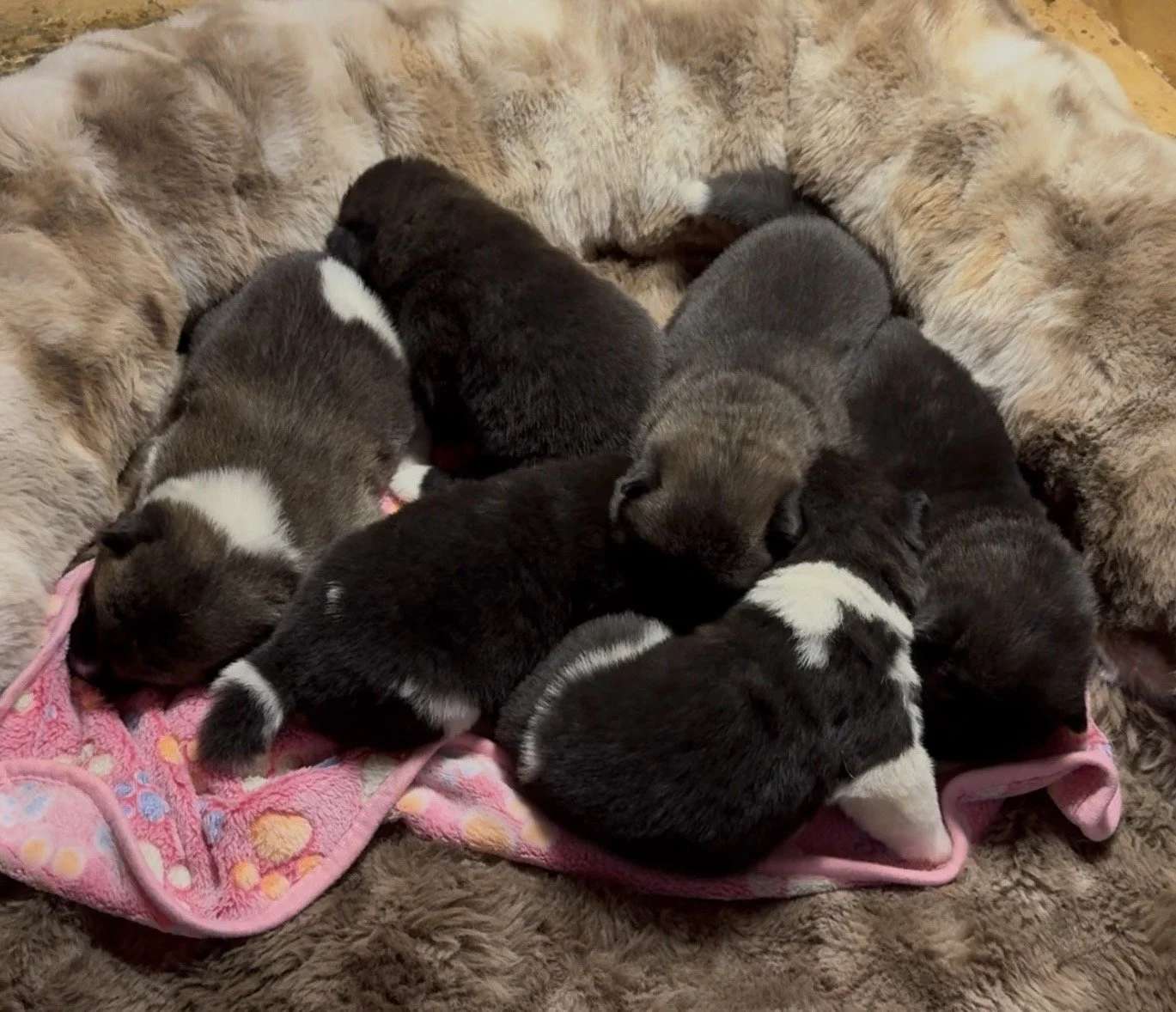 Girls 2 weeks old