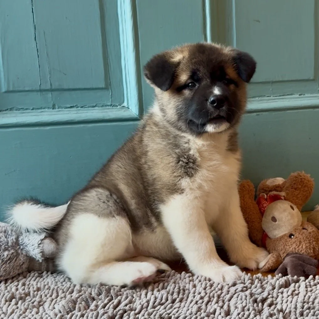 Girl 5 Cream collar - 7 weeks old. Reserved. Stephanie