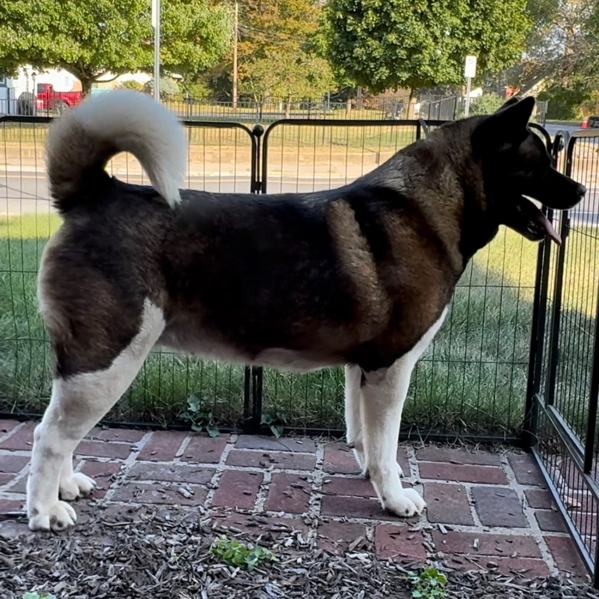 Bella - Mom