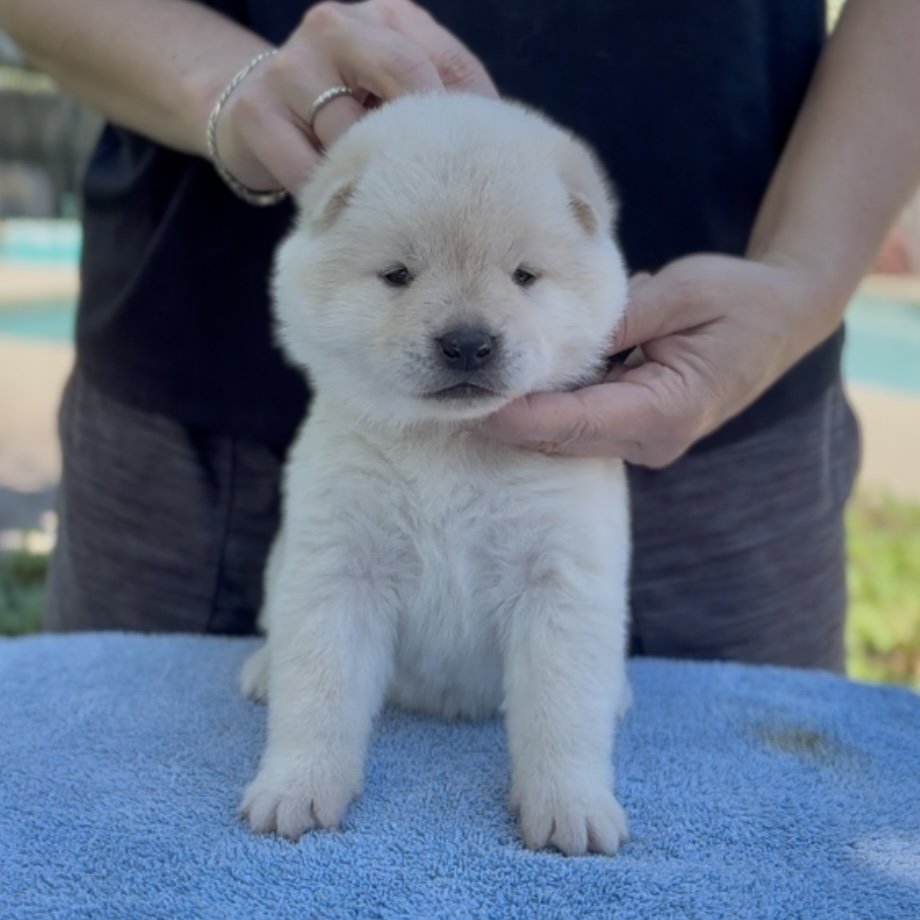 Girl 2 Red collar - 3 weeks