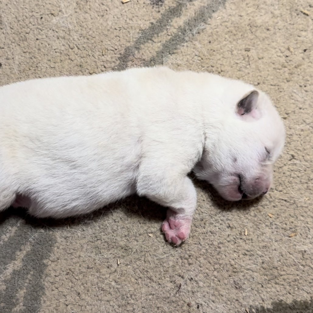 1 week old