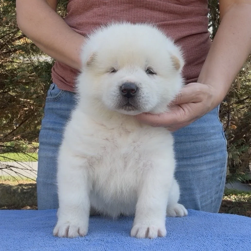 Girl 4 - 4 weeks old. Reserved. Tina