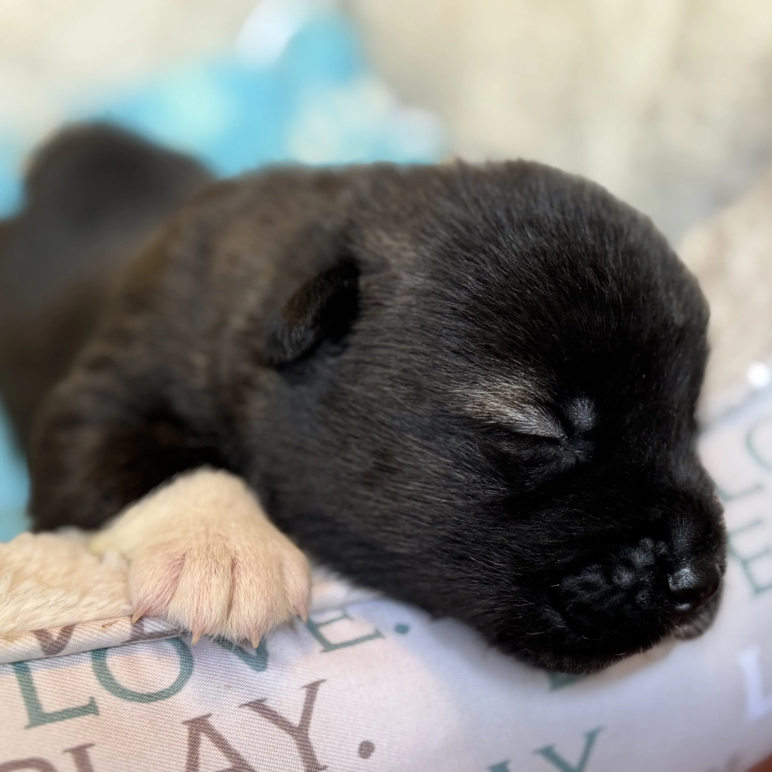 Boys - 2 weeks old