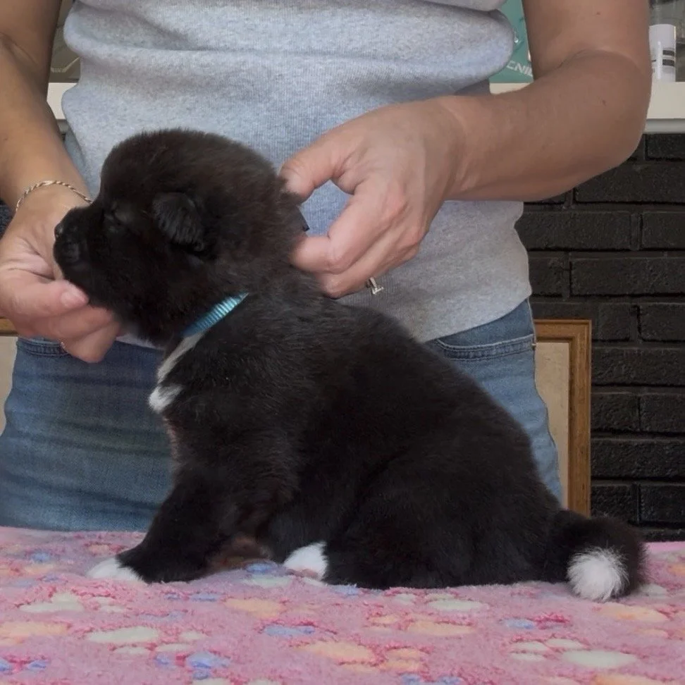 Girl 2 Teal collar - 3 weeks old