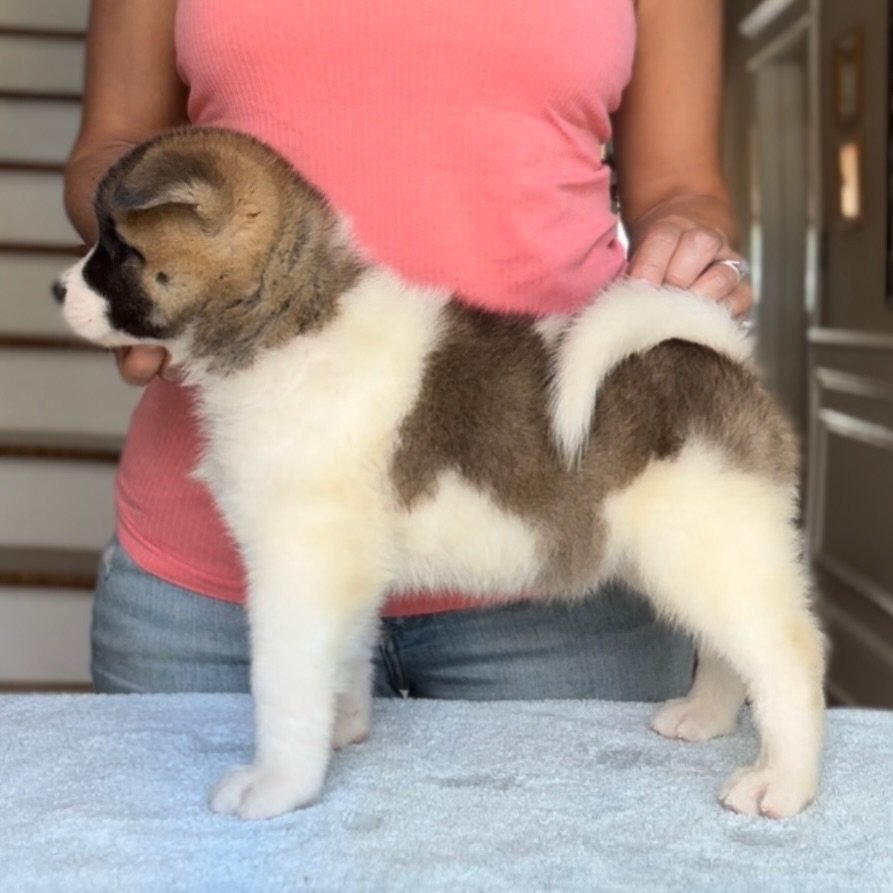 Girl 4 - 7 weeks old. Reserved Carla