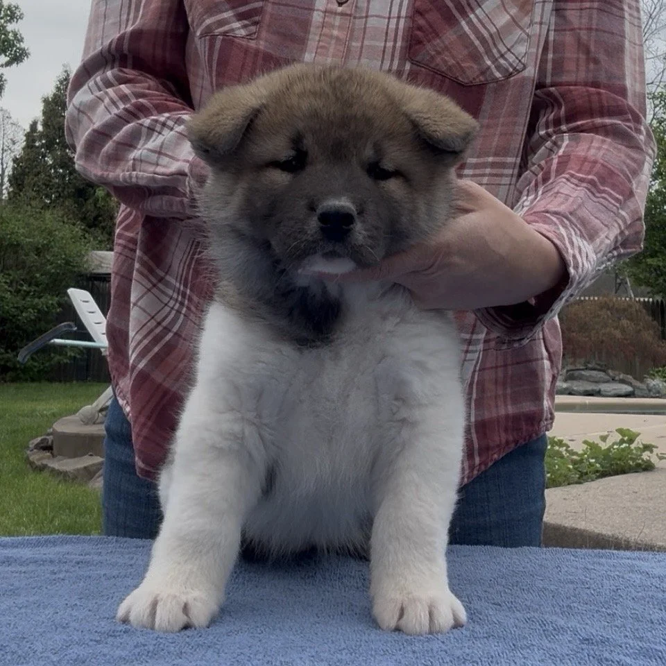 Girl 2 - 6 weeks old. Reserved. Peter