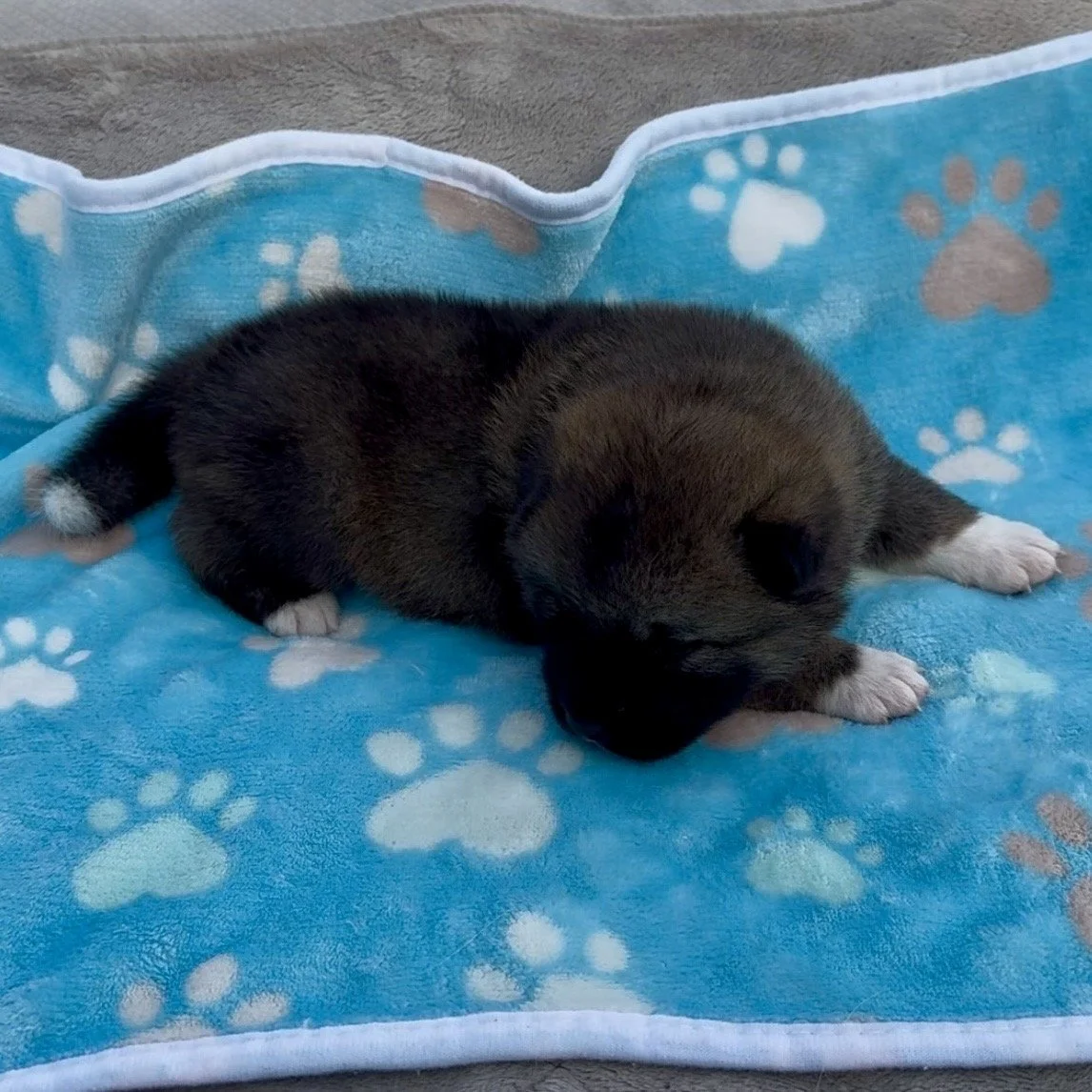 Boy 2 - 2 weeks old