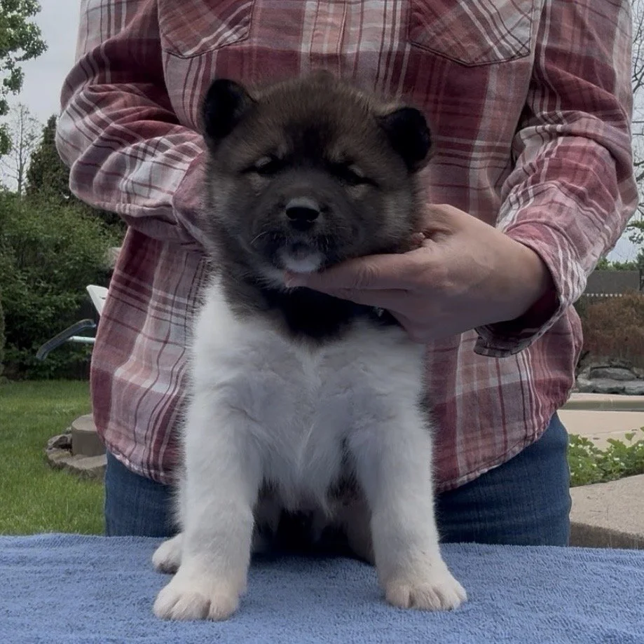 Girl 3 - 6 weeks old