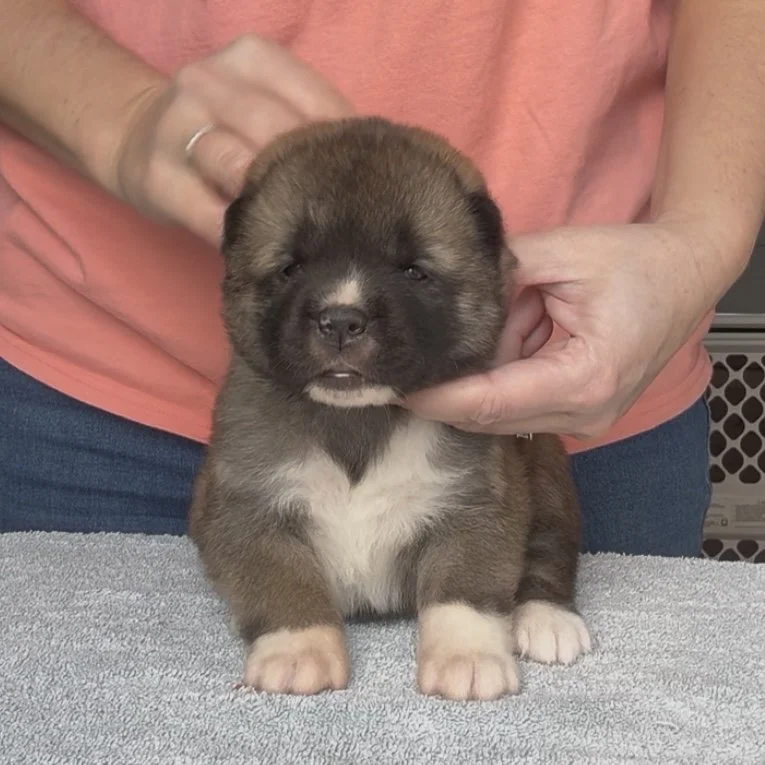 Girl 3 - 3 weeks old