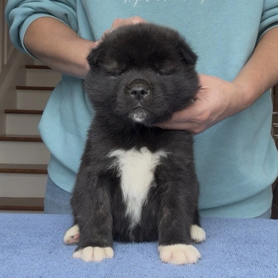 Girl 1 Dark pink collar - 4 weeks old. Reserved. Leslie
