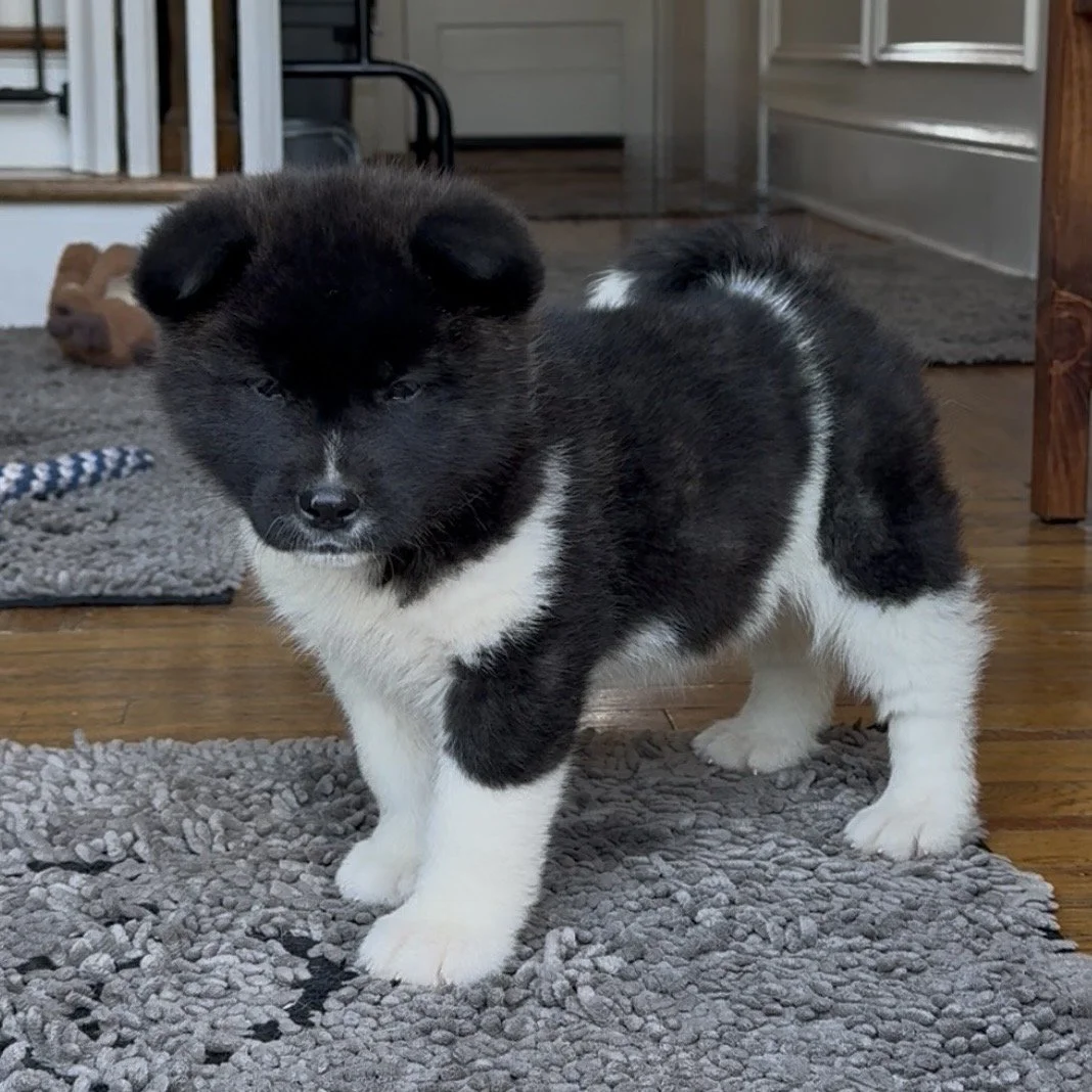 Girl 6 Light pink collar - 7 weeks old