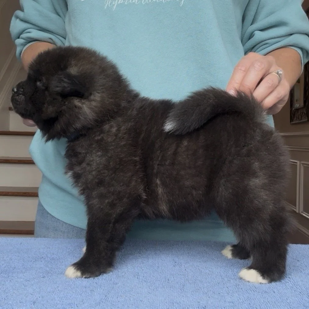 Boy 2 Navy collar - 4 weeks old. Reserved. Cecilia