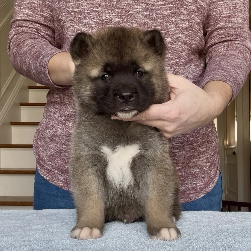 Boy 1 - 5 weeks old. Reserved. George