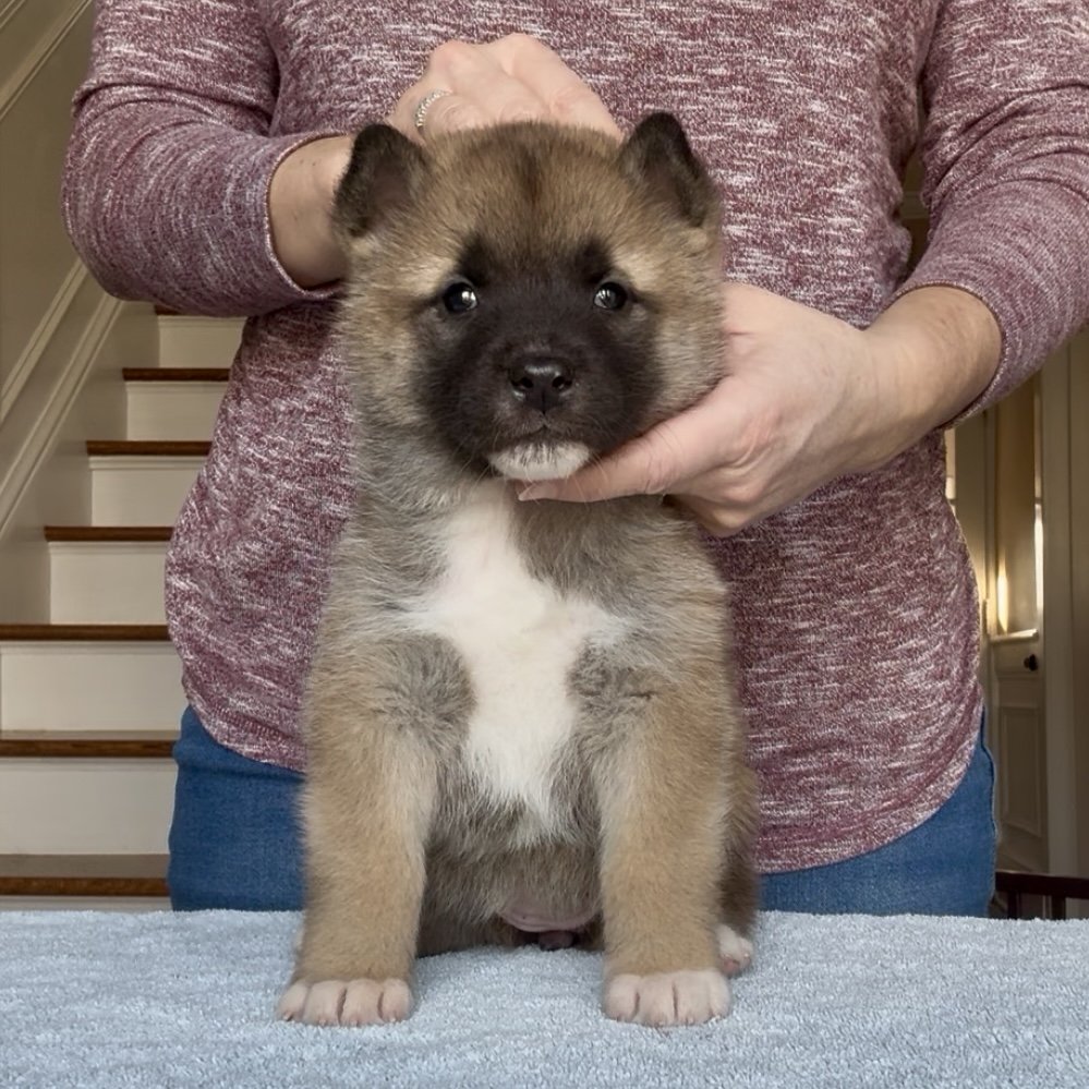 Girl 1 - 5 weeks old