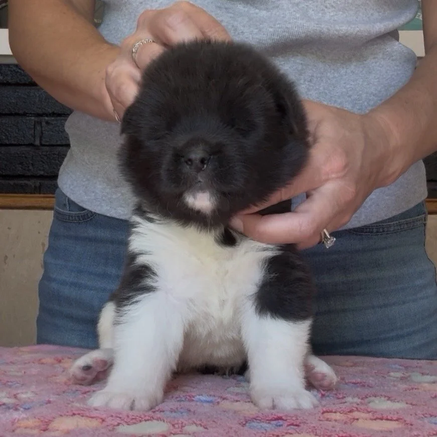 Girl 4 Pink paw collar - 3 weeks old