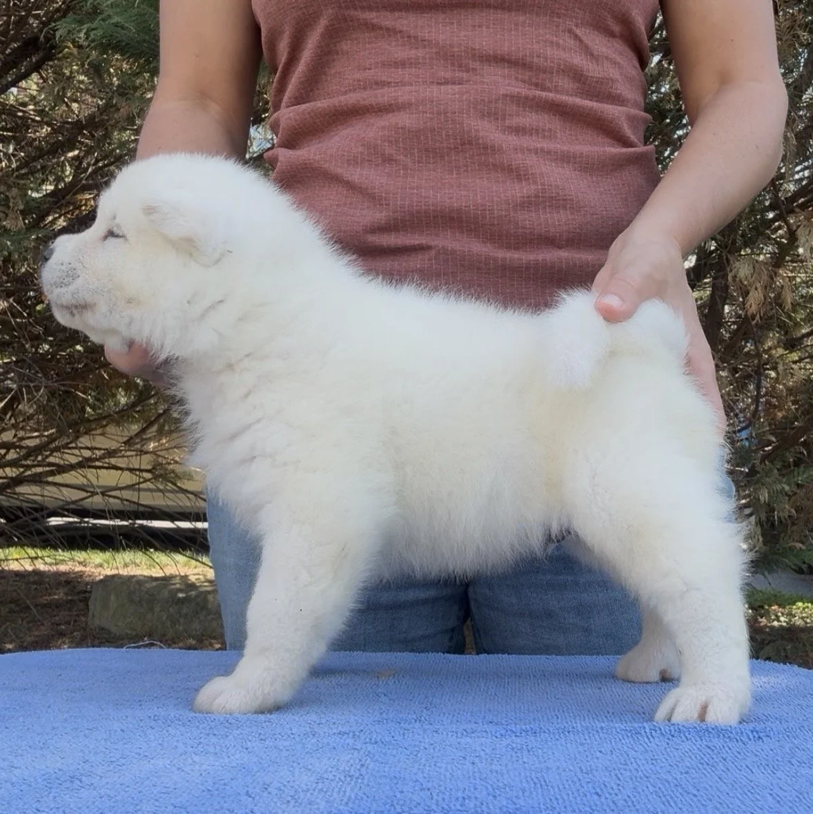 Boy 3 - 4 weeks old. Reserved. Brianne