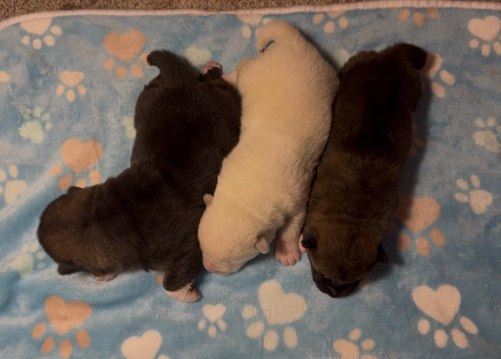 Boys - 1 week old