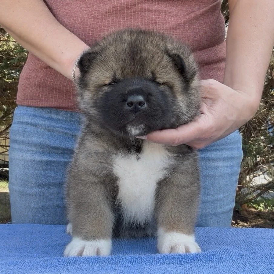 Boy 2 - 4 weeks old. Reserved. Rob