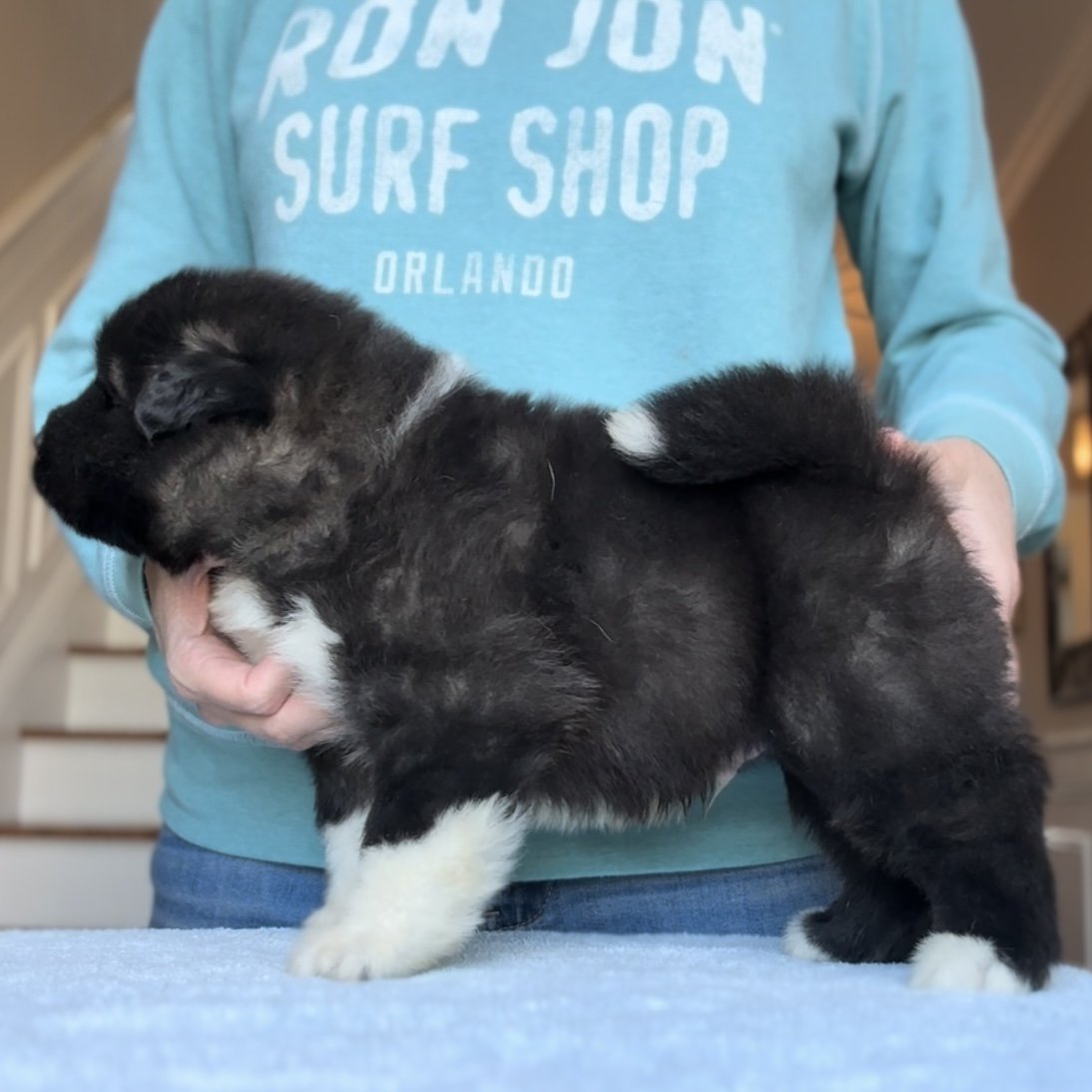Boy 1 - 4 weeks old - Reserved. Lisa M