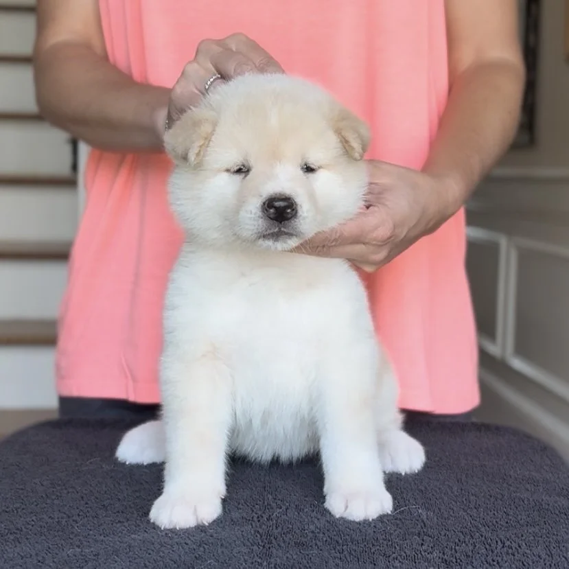 Girl 1 Purple - 5 weeks. Reserved. John