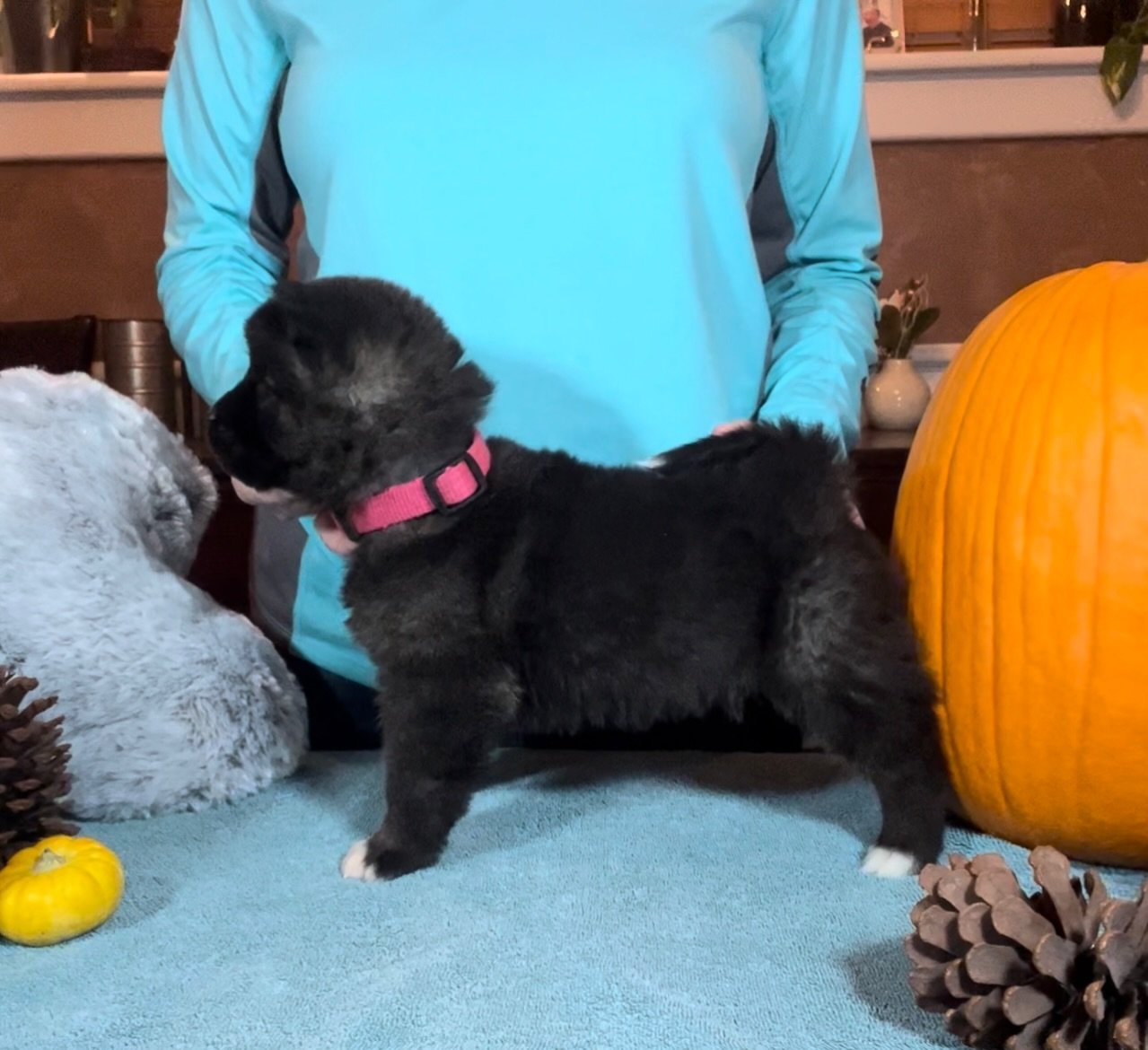 Girl 3 pink collar - Reserve. Ryan A.
