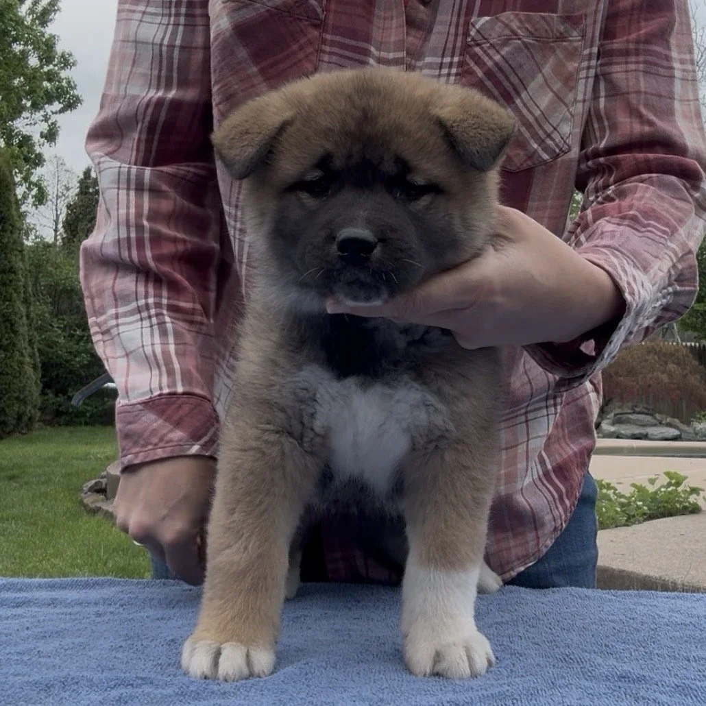 Girl 1 - 6 weeks old. Reserved. Wanda